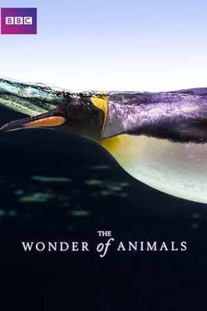 The Wonder of Animals