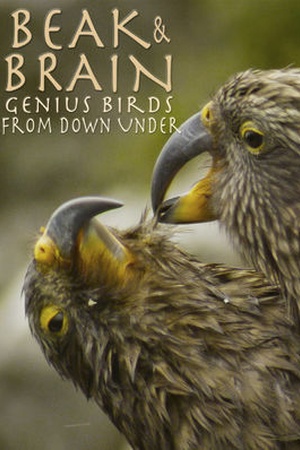 Beak and Brain: Genius Birds From Down Under