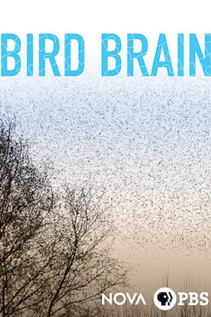 NOVA: Bird Brain