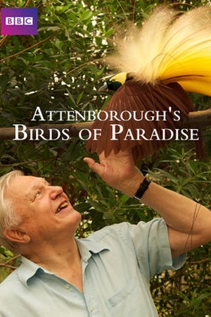 Attenborough's Paradise Birds