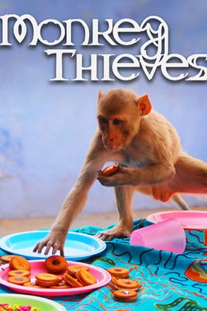 Monkey Theives 