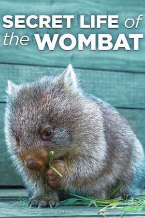 Secret Life of the Wombat