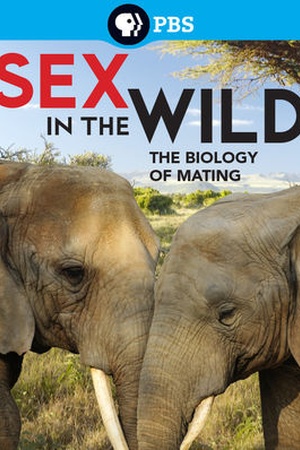 Sex in the Wild 