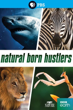 NATURE: Natural Born Hustlers