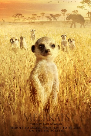 The Meerkats