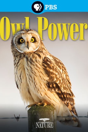 Nature: Owl Power 