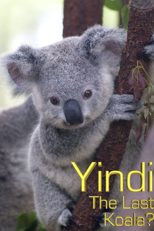 Yindi the Last Koala