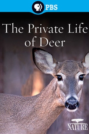 NATURE: The Private Life of Deer