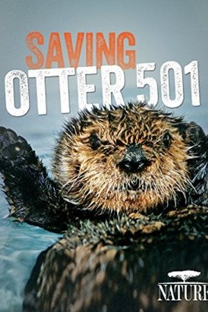 Nature: Saving Otter 501