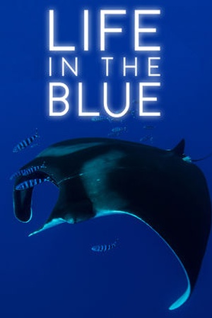 Life in the Blue