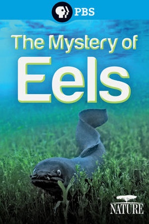 Nature: The Mystery of Eels