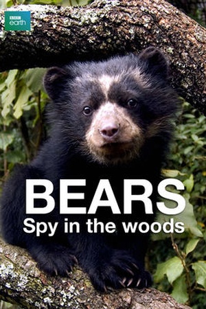 Bears: Spy in the Woods