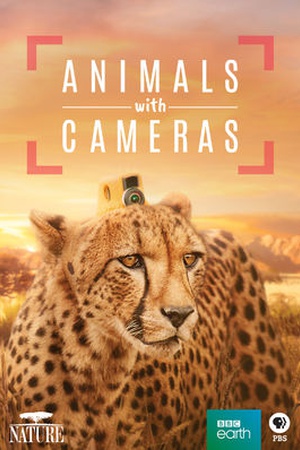 Nature: Animals With Cameras