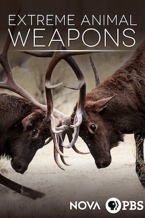 NOVA: Extreme Animal Weapons