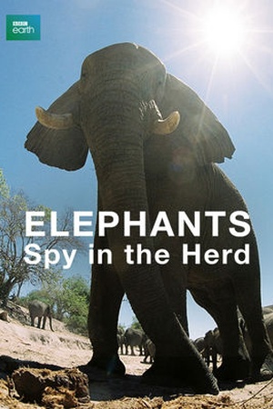 Elephants: Spy in the Herd