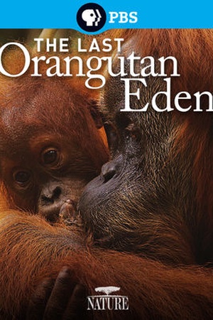 Nature: The Last Orangutan Eden 