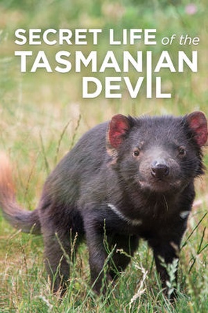 Secret Life of the Tasmanian Devil