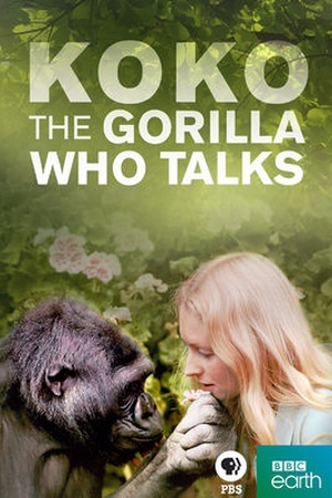 Koko: The Gorilla Who Talks