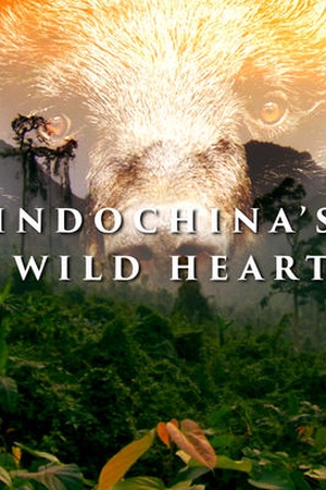 Indochina's Wild Heart