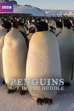 Penguins: Spy in the Huddle