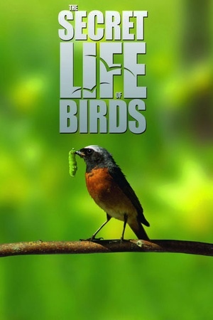 The Secret Life of Birds