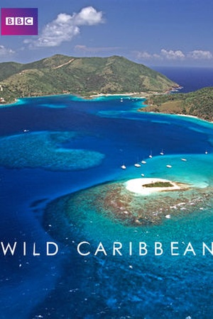 Wild Caribbean