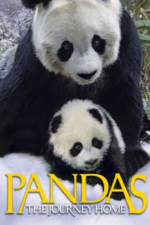 Pandas: The Journey Home 