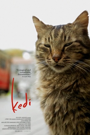 Kedi