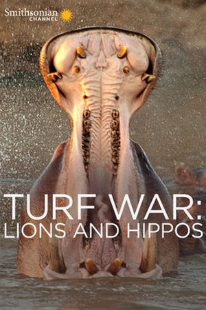 Turf War: Lions and Hippos