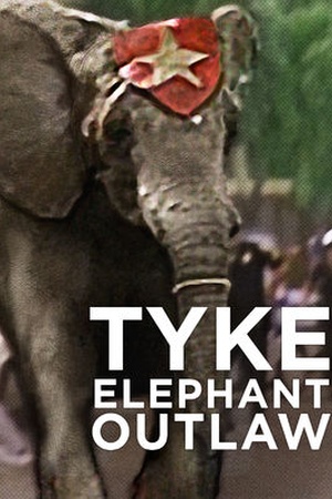 Tyke Elephant Outlaw