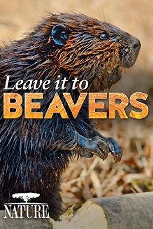 Nature: Leave It to Beavers