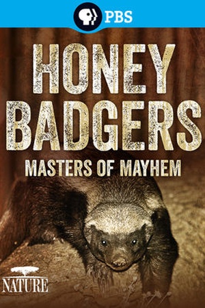 Nature: Honey Badgers