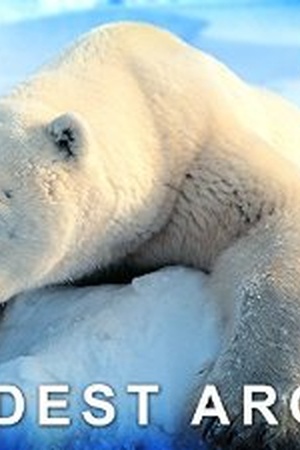 Wildest Arctic Wildest Arctic