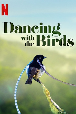 Dancing with the Birds