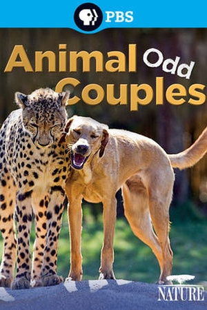 Nature: Animal Odd Couples