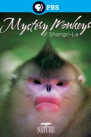 Nature: Mystery Monkeys of Shangri-La 