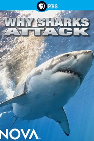 Why Sharks Attack