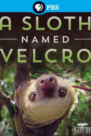 Nature: A Sloth Named Velcro 